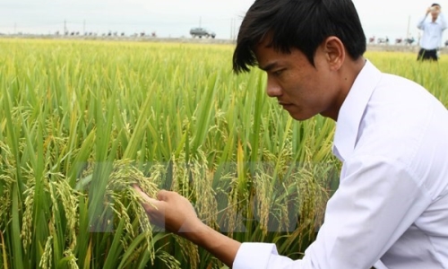 “Muốn nông nghiệp cạnh tranh thành công phải bắt đầu từ giống”